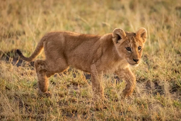 Lion cub walks through grass turning head — 스톡 사진