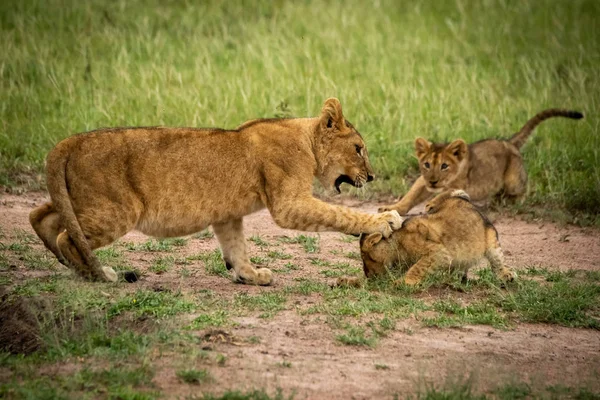 Löwenjunges sieht zwei anderen beim Kämpfen zu — Stockfoto