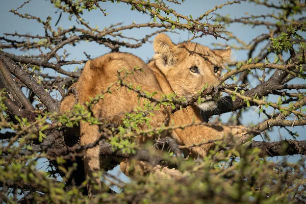 Cucciolo di leone con il catchlight si trova in thornbush — Foto Stock
