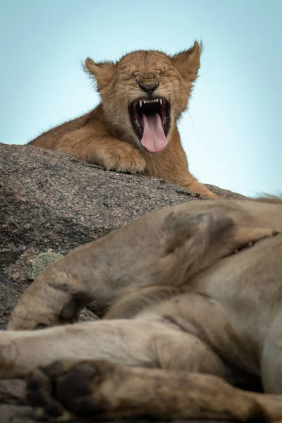 León cachorro bosteza en roca por padre — Foto de Stock