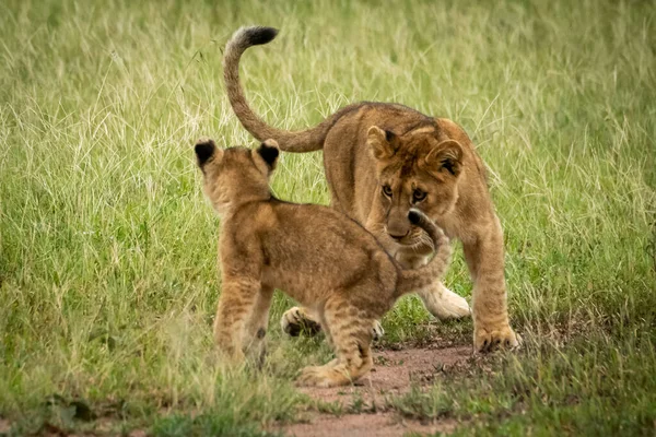 Lví mláďata krouží kolem sebe v trávě — Stock fotografie