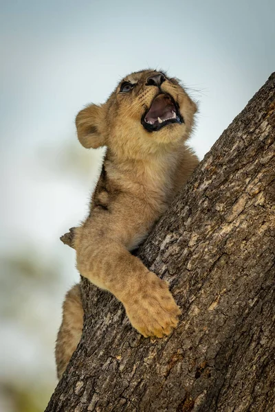 Lion cub with mouth open on tree — Stock Photo, Image