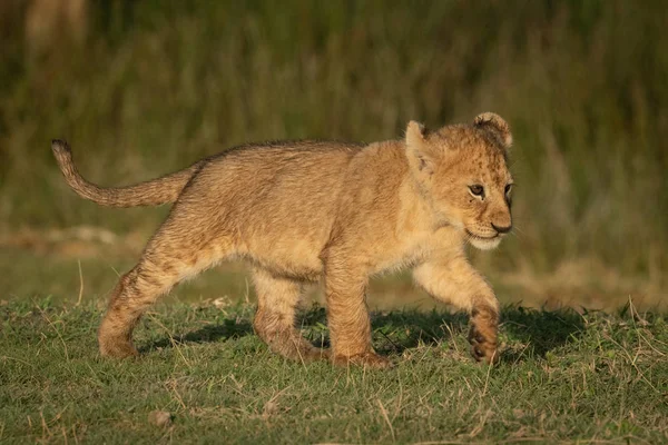 Filhote de leão com holofotes caminha sobre a grama — Fotografia de Stock