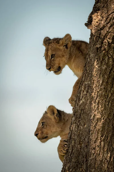 Lion cubs looking out from tree trunk — 스톡 사진