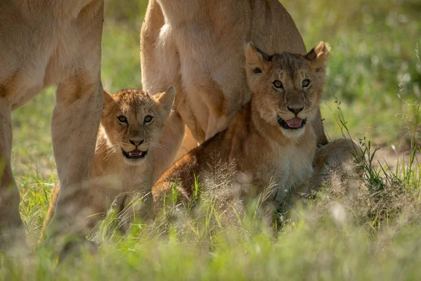 Lwie młode siedzą w trawie obok matek. — Zdjęcie stockowe