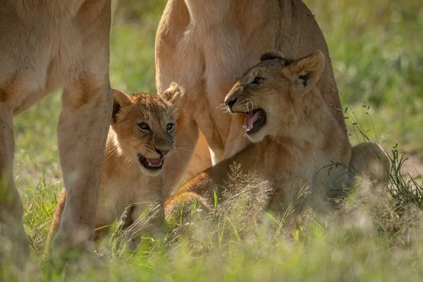 Левові дитинчата сидять за зубами матерів — стокове фото