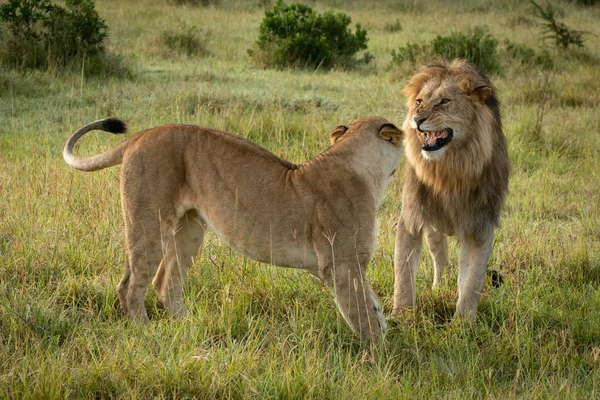 Lion stands growling at lioness in grass — 스톡 사진