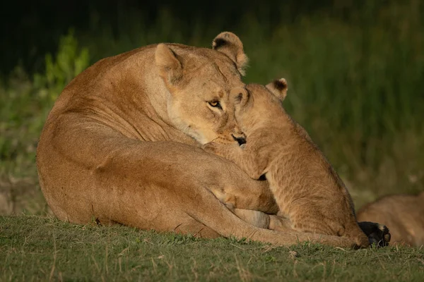 Lioness and cub face each other eye-to-eye