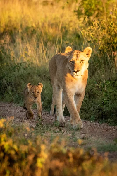 Dişi aslan ve yavrusu çakıl yolunda yürüyor. — Stok fotoğraf