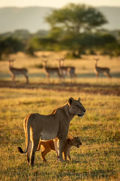 Lejoninna och unge står nära impala harem — Stockfoto