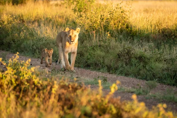 Lioness and cub walk on gravel track