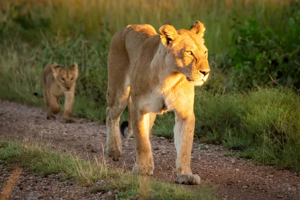 Lioness and cub walking on gravel track