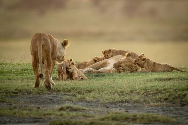 Dişi aslan, beş yavrusuyla birlikte bir diğerine yaklaşır. — Stok fotoğraf