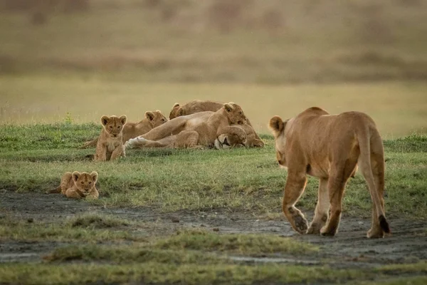 Lioness approaches sister lying with five cubs — 스톡 사진