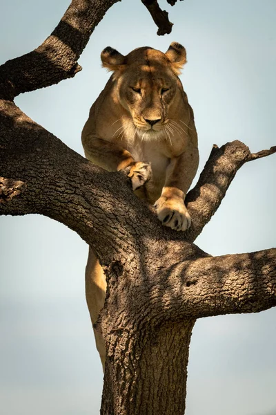 Lwica wspina się na gołe drzewo pod błękitnym niebem — Zdjęcie stockowe
