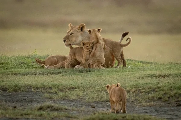 Lioness covered in cubs approached by another — 스톡 사진