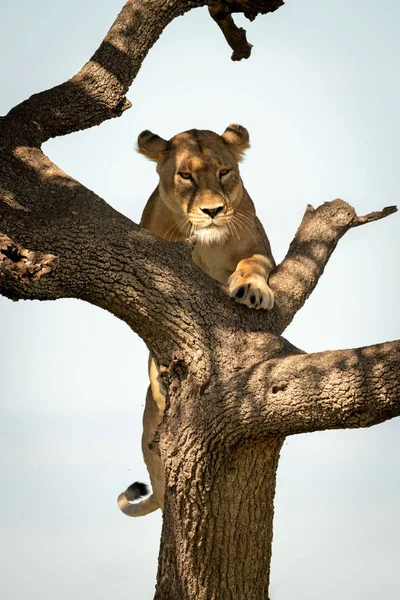 Lejoninnan klättrar upp i träd i grönskande solljus — Stockfoto