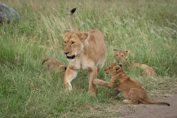 Leona cruza hierba con tres cachorros juguetones — Foto de Stock