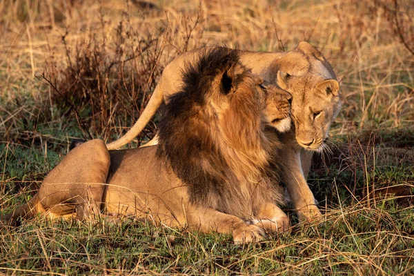 Lioness greets male lion while walking past — 스톡 사진