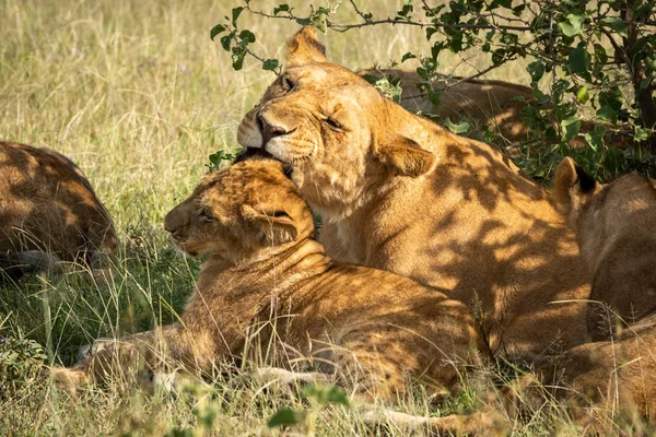 Lioness lies beside bush nibbling cub ear — Stock Photo, Image