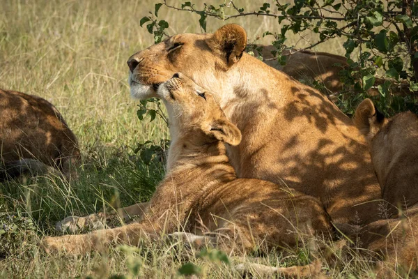 Lioness lies beside bush nuzzling her cub — 스톡 사진