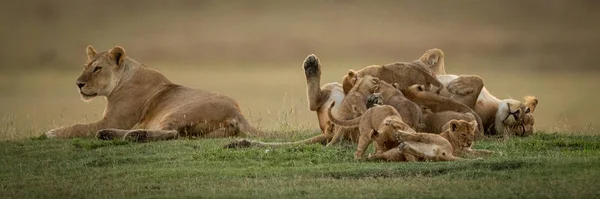 Lioness lies beside sister mobbed by cubs — Stock Photo, Image