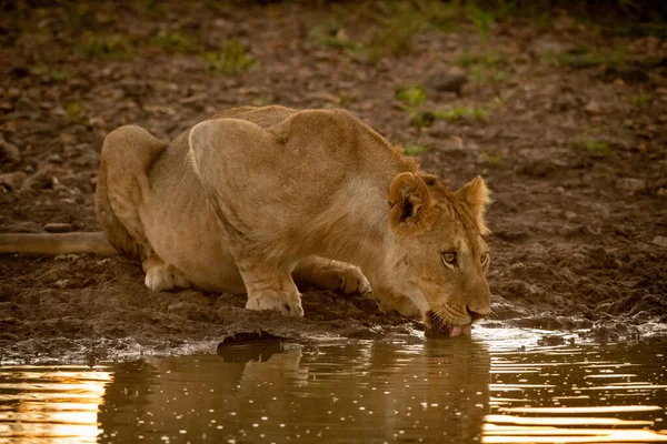 La leona miente bebiendo del pozo de agua fangosa —  Fotos de Stock