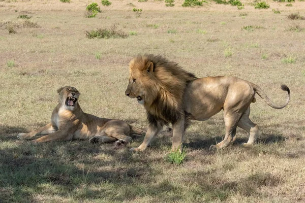 Lioness lies growling at male after mating — 스톡 사진