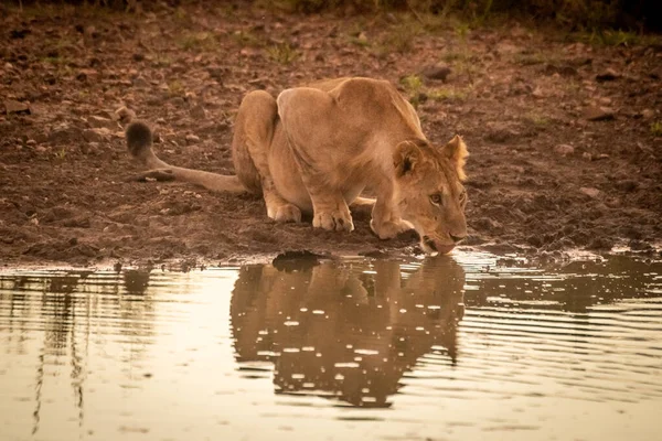 Az oroszlán a tóból iszik tükörképpel. — Stock Fotó