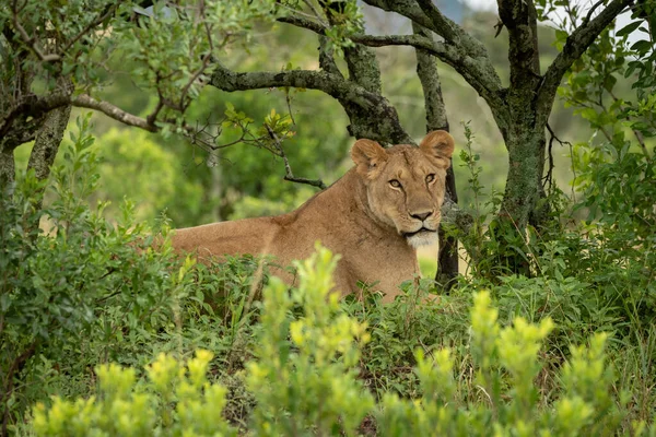 Dişi aslan yapraklı çalılıklarda yatar ve kameraya bakar. — Stok fotoğraf