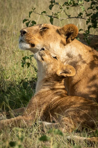 Львица лежит, обнюхивая своего детеныша рядом с кустом — стоковое фото