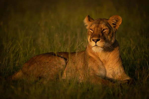 Lioness lies in grass in golden hour — Stock Photo, Image