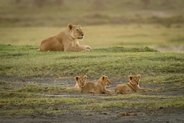Lioness lies guarding three cubs on savannah — 스톡 사진