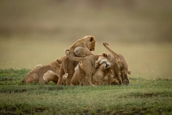 Lioness lies on back covered by cubs — Stock Photo, Image