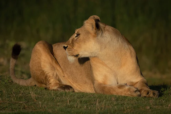 Lioness lies on grass turning head back — Stock Photo, Image