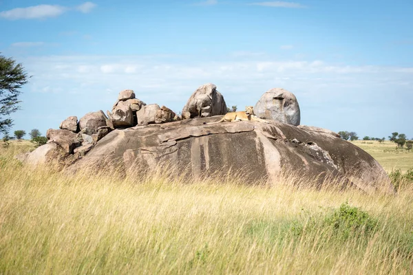 Lioness lies on kopje in sunny savannah — 스톡 사진