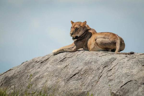 Львица лежит на скале против голубого неба — стоковое фото