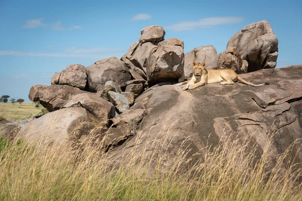 Львица лежит на скале в окружении травы — стоковое фото