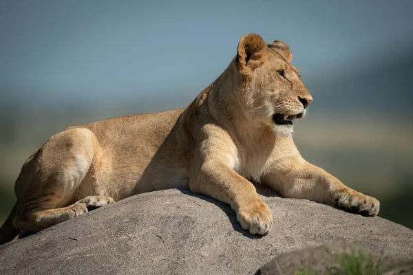 Löwin liegt auf Felsen mit Bokeh-Hintergrund — Stockfoto