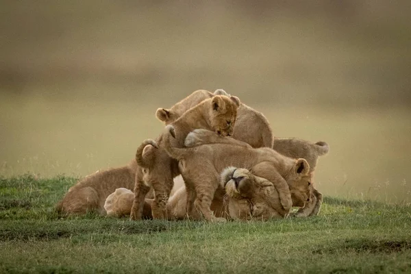 Lioness lies on savannah covered in cubs — Stock Photo, Image