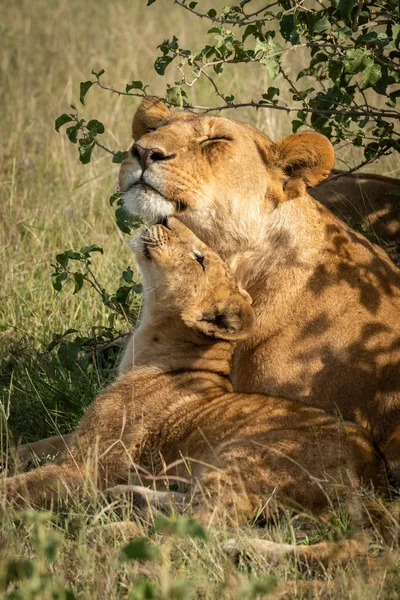 Lioness lies rubbing against cub beside bush — Stock Photo, Image