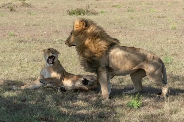 Lioness lies roaring at male after mating — 스톡 사진