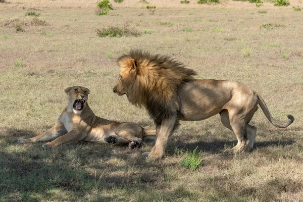 Lionne mensonges grognement à mâle après accouplement — Photo