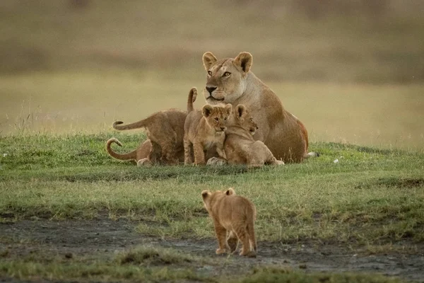 La leona miente con los cachorros a medida que otro se acerca — Foto de Stock