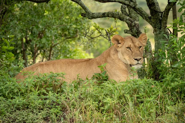 Dişi aslan yapraklı çalılıklarda, ağacın altında yatıyor. — Stok fotoğraf