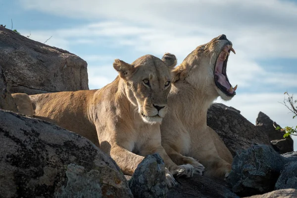 Leeuwen geeuwen naast elkaar op rotsen — Stockfoto