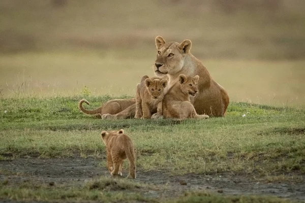 Львица лежит с детенышами, к которым приближается другой — стоковое фото