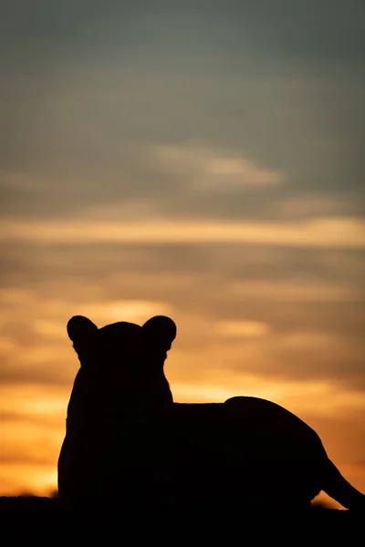 Η λέαινα ξαπλωμένη σε σιλουέτα ενάντια στον ουρανό της αυγής — Φωτογραφία Αρχείου