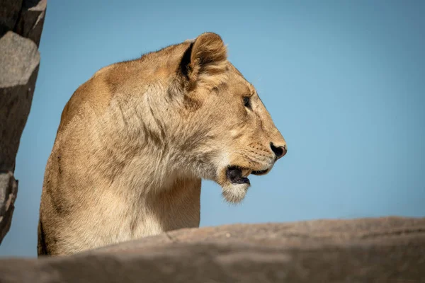 Leeuwin kijkt links tussen rotsen aan de horizon — Stockfoto