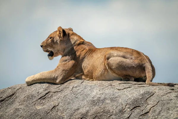 Львица лежит на скале под облачным небом — стоковое фото